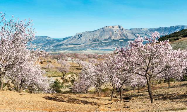 Los Vélez y el Alto Almanzora: producción de almendra ecológica de secano