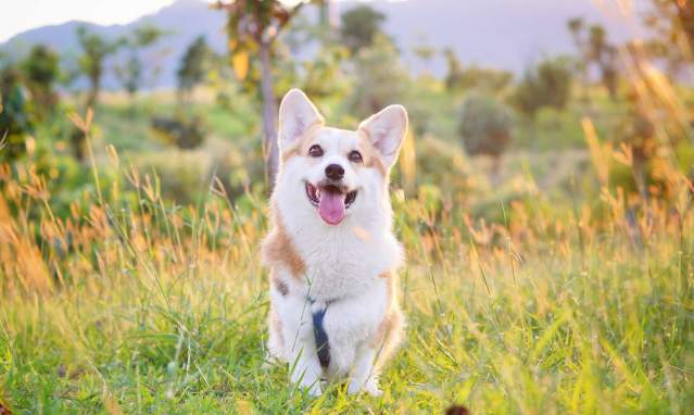 Cordoba Green Routes to walk with your dog