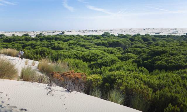 Doñana, au delà du lynx