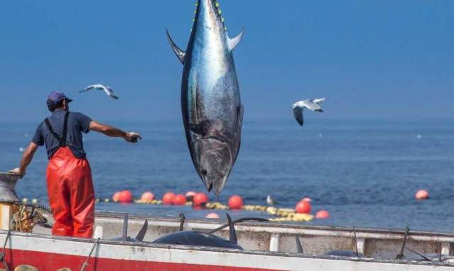 Bluefin tuna, the taste of Cadiz in springtime
