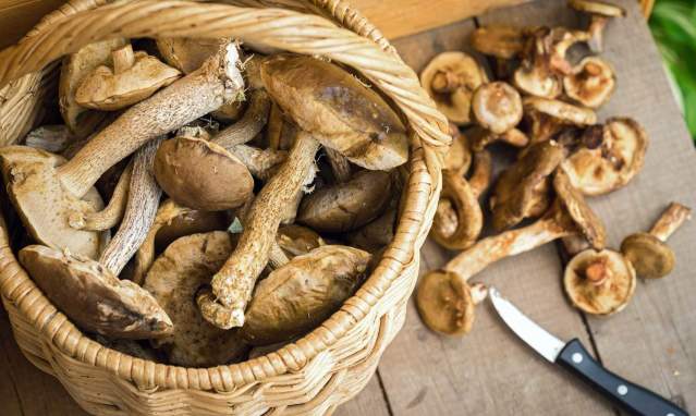 Forests with a touch of magic, forests with flavour