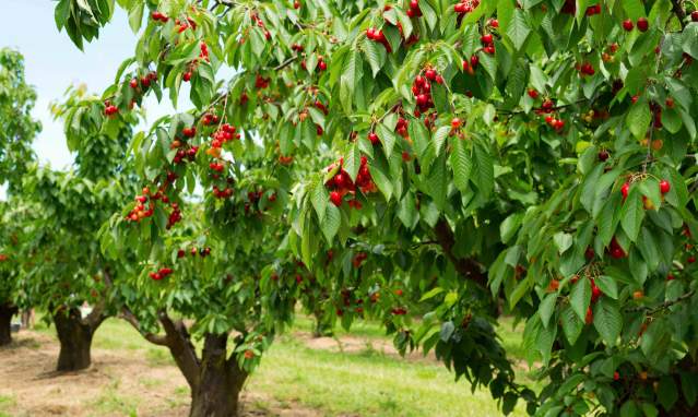 The Sierra Sur: cherries and cheese