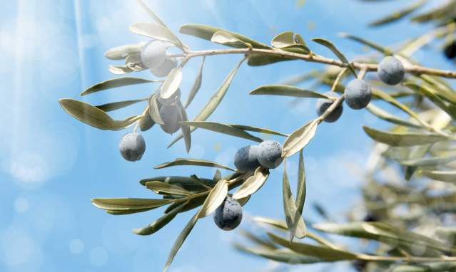 The Guadalhorce Valley and the Aloreña olive