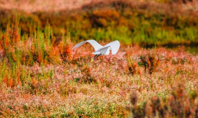 Odiel Marshes, Natural Space in Huelva