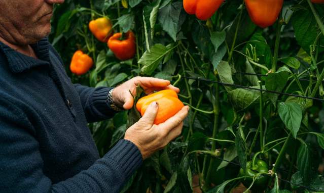 Campo de Níjar y Poniente Almeriense: Huerta de Europa