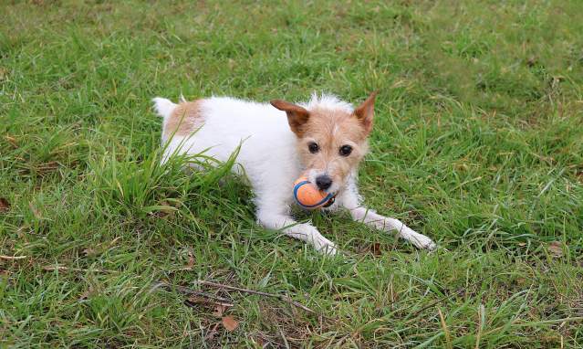 An excursion around Jaén with your pet