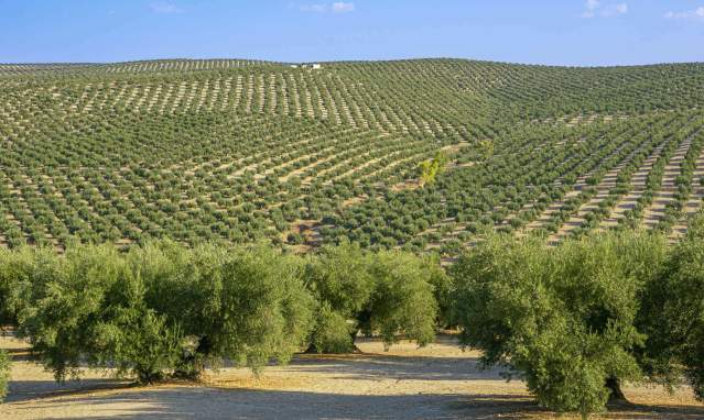 The olive harvest from the verdeo to the botifuera