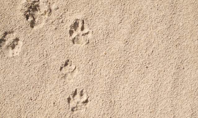 5 activities to do with your dog if you visit Cadiz