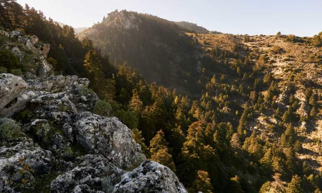 Spanish fir tree forest in Yunquera