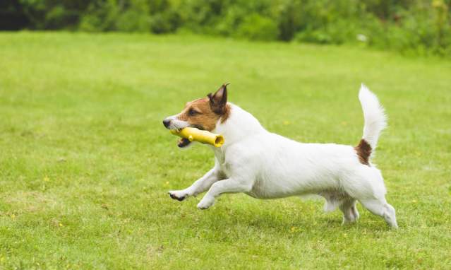 Everything you should know if you visit Seville with your pet