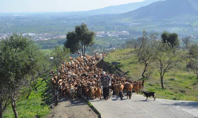Transhumance from below: cañadas reales, cheeses, migas, latas and suckling lambs
