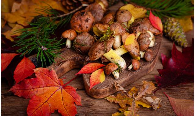 5 delicious and easy vegan recipes with wild mushrooms from Andalusia