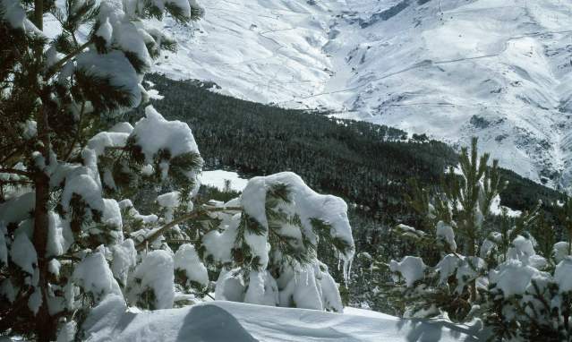 Tourism in Sierra Nevada. Adaptive skiing