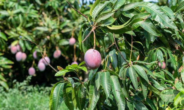 Costa Tropical in Granada: subtropical crops and sugar cane
