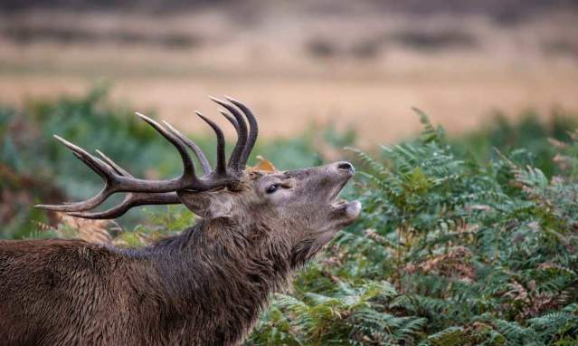 Deer rutting, wonder of the animal world in the Sierra de Cazorla
