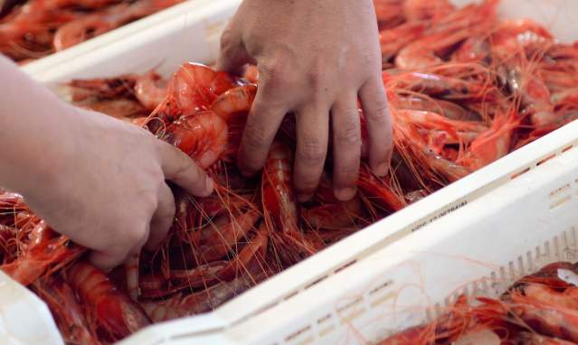 Garrucha fish market, in search of the best prawns in the world