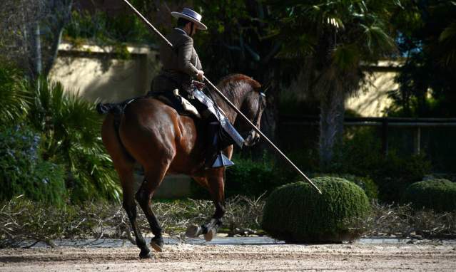 Equestrian ballet "How horses dance”