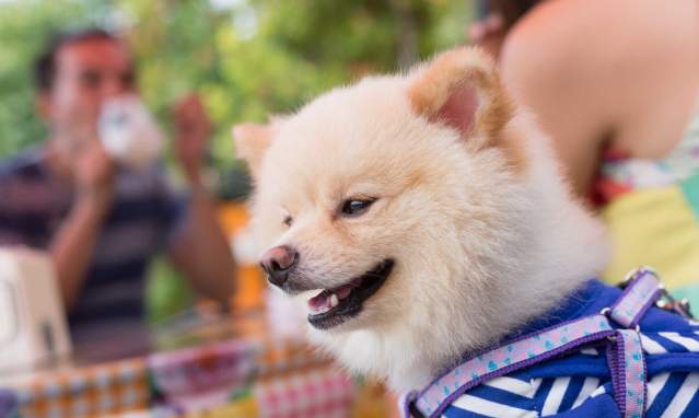 Restaurants with doggy charm in Cadiz