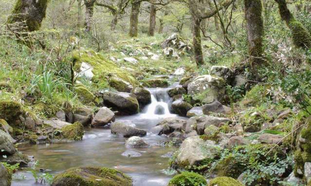 Los Canutos de la Sierra del Aljibe en Los Alcornocales
