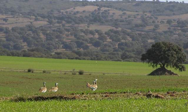The Alto Guadiato and steppe birds
