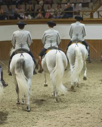 Fundación Real Escuela Andaluza del Arte Ecuestre