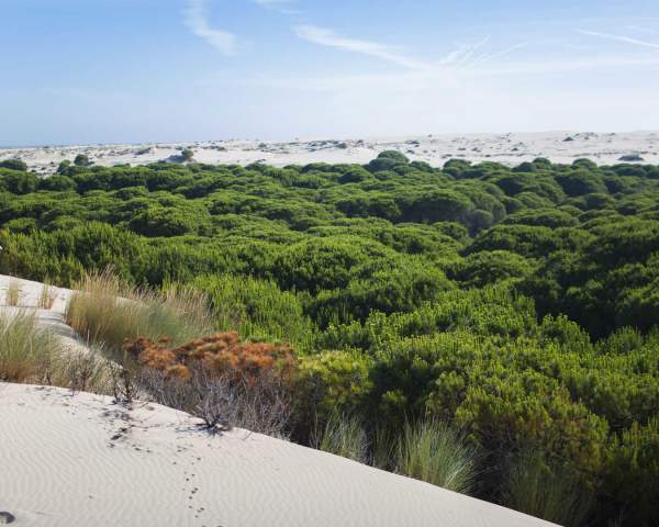 Doñana, au delà du lynx