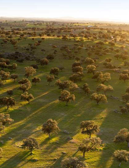 Valle de los Pedroches