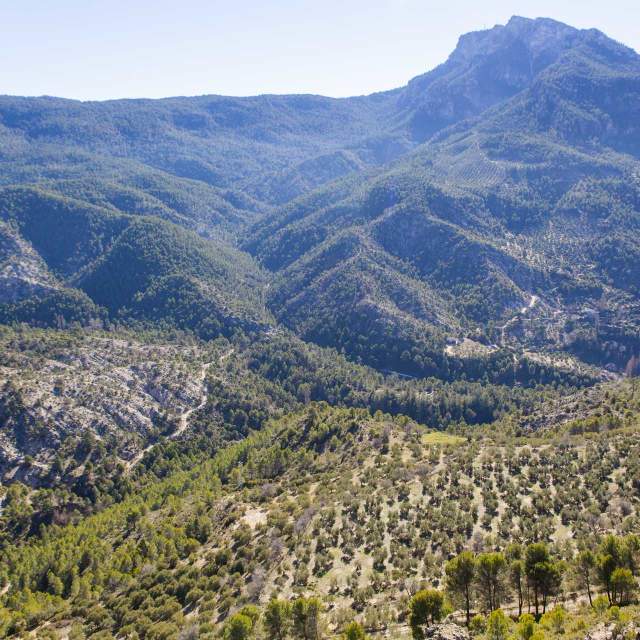 La culture du bois dans les sierras de Segura et Cazorla