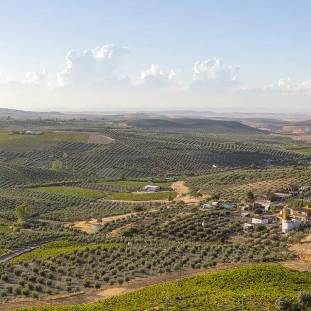 Montilla and the House of the Camachas