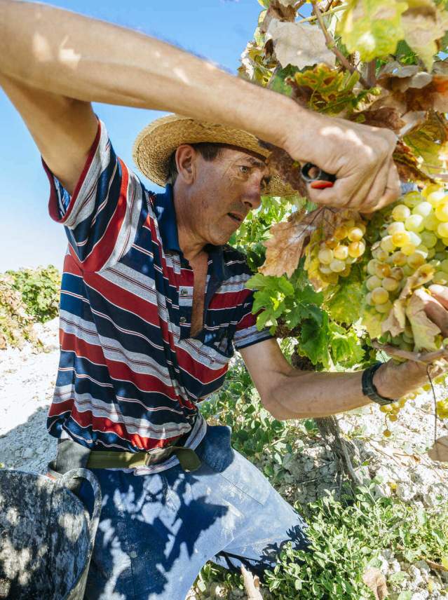 The Grape Harvest: vineyards, wineries and wine presses