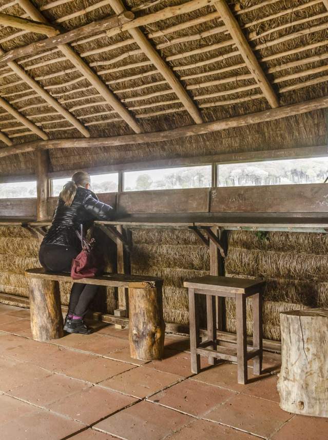 Birdwatching in Doñana
