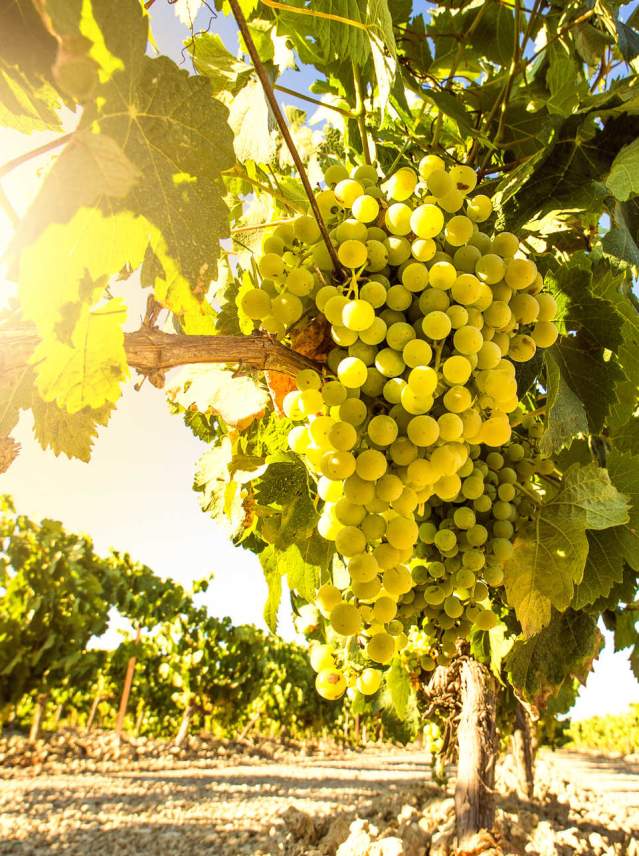 Viñedos ecológicos: otra forma de hacer turismo