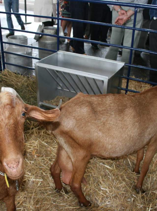 The Malaga goat