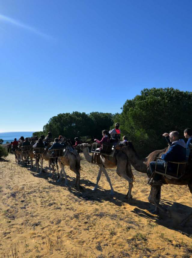 Experiencia africana a lomos de dromedario en Doñana