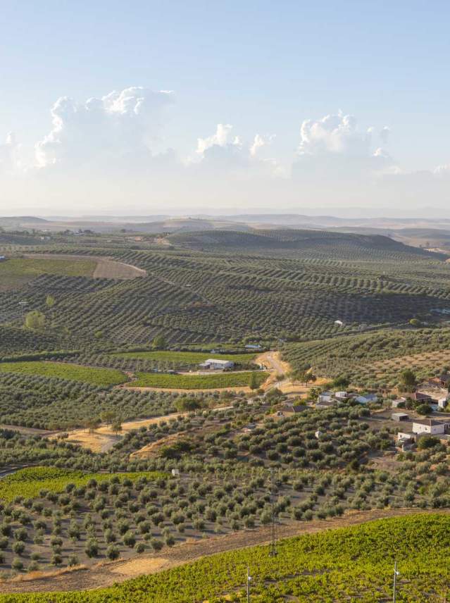 Montilla and the House of the Camachas