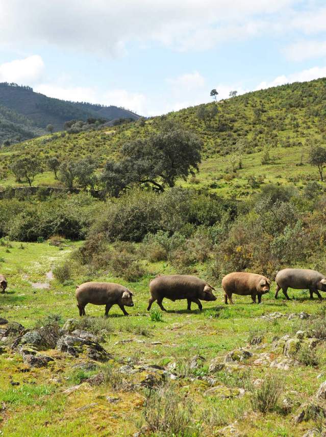 The acorn pastures: 'montanera', drying sheds and cellars