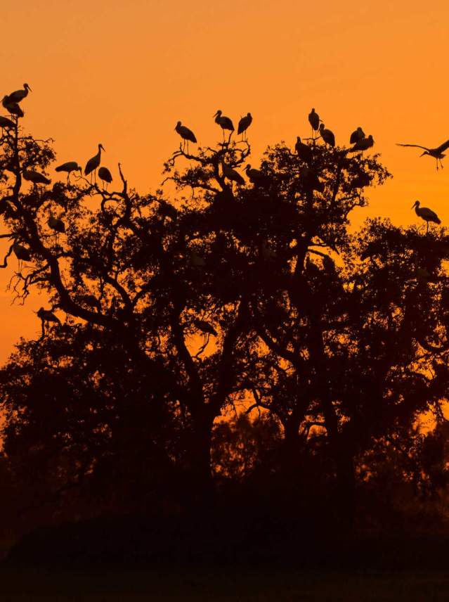 Doñana, an ornithological paradise