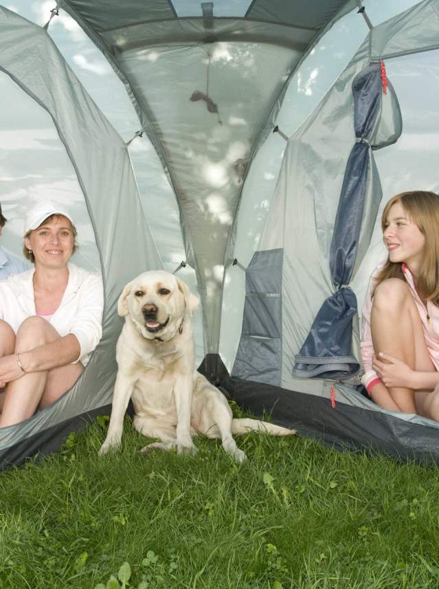 Camper dans la province de Cordoue avec votre chien