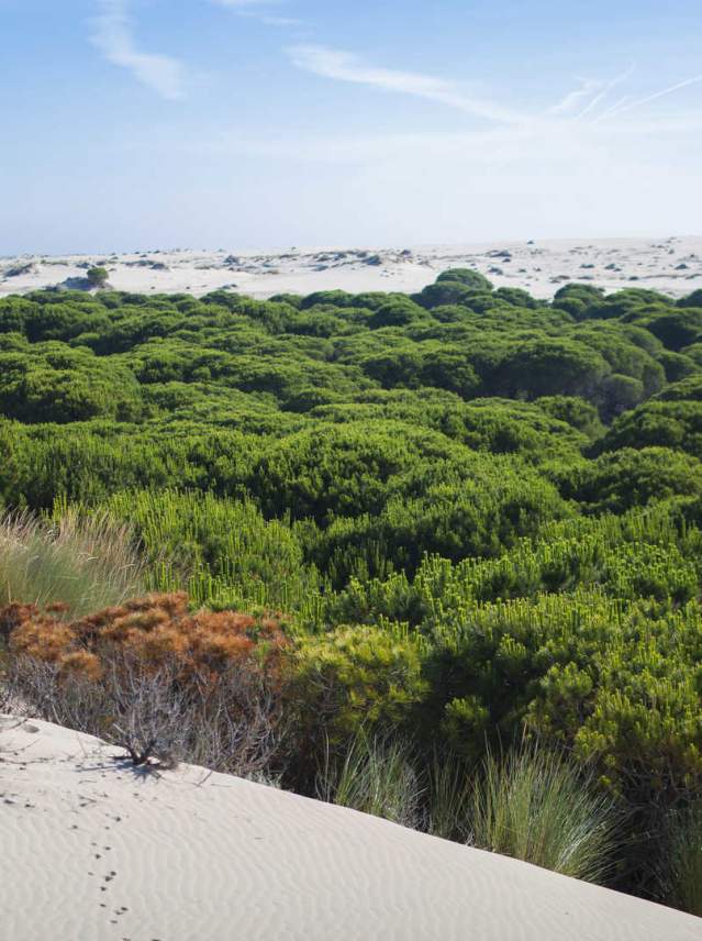 Doñana, más allá del lince