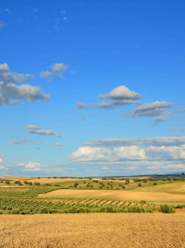 The harvest: the culture of bread and beer