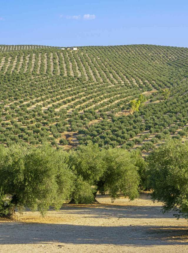 The olive harvest from the verdeo to the botifuera
