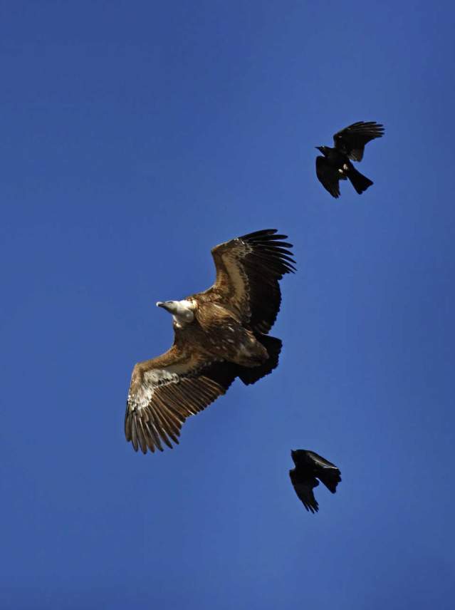 Bird-watching tourism in Sierra Morena