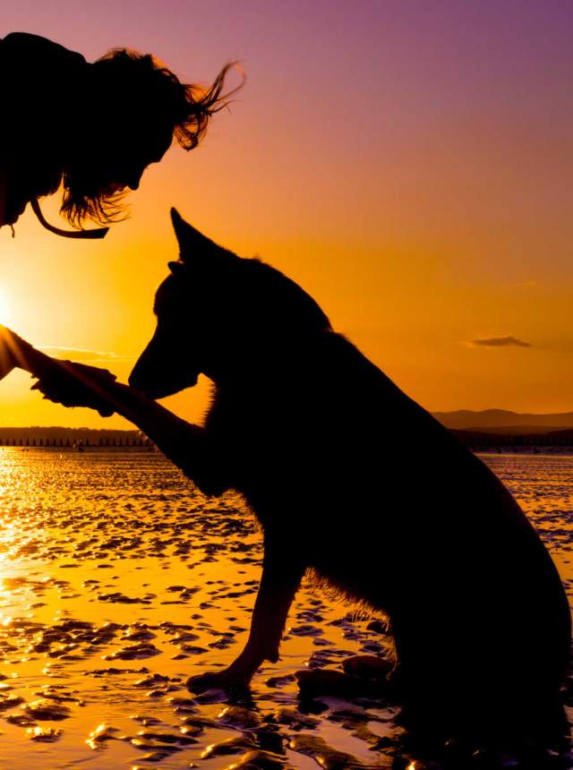 Dog beaches in Cadiz, Granada, Almeria and Huelva. Come and discover them!