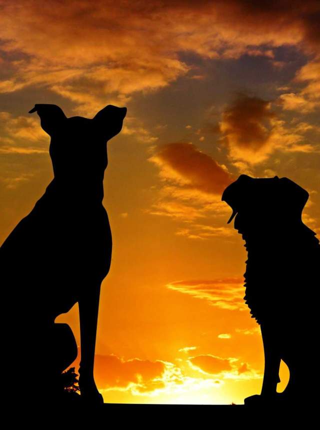 Ruta por el interior de Málaga... ¡No sin mi perro!