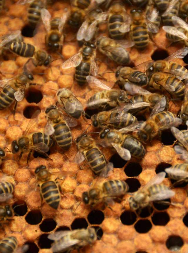 Un día entre abejas en el "Rancho Cortesano de la miel”