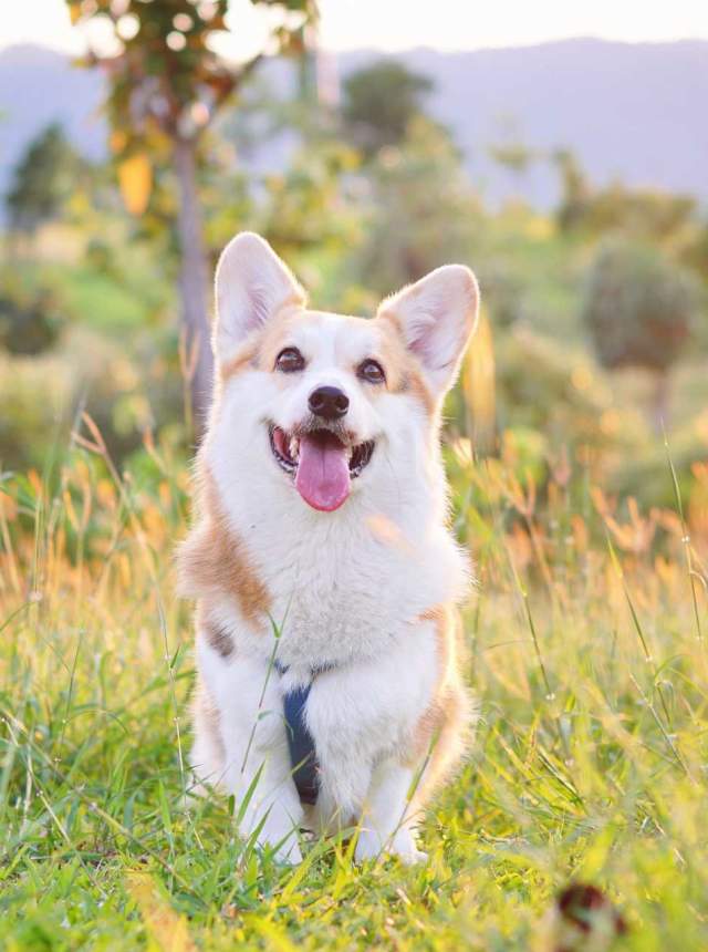 Vías Verdes cordobesas para caminar con tu perro
