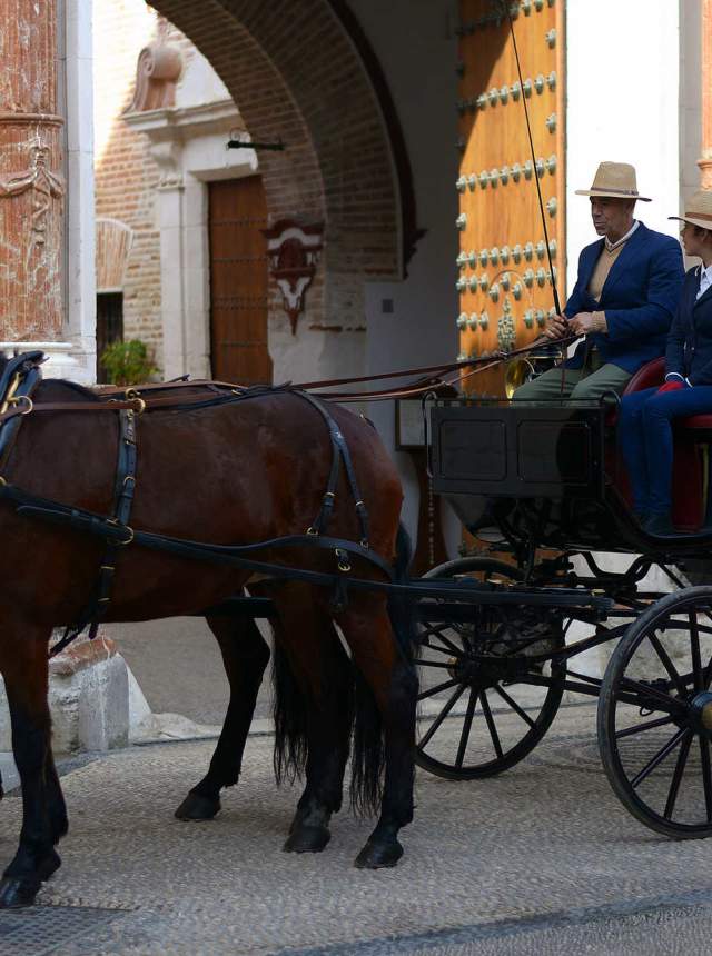 Descubriendo Ecija a caballo y coche de caballos