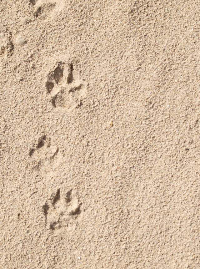 5 activities to do with your dog if you visit Cadiz