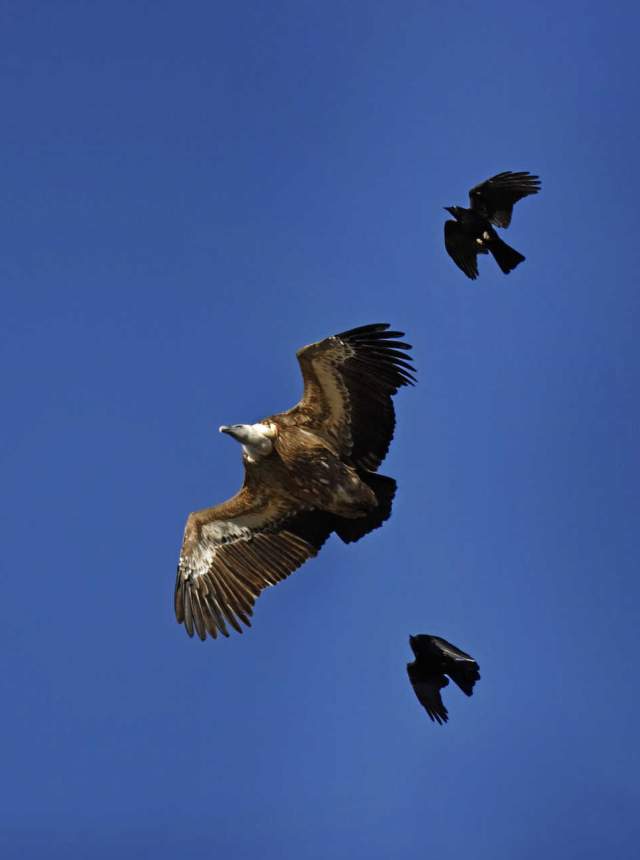 Turismo ornitológico en Sierra Morena