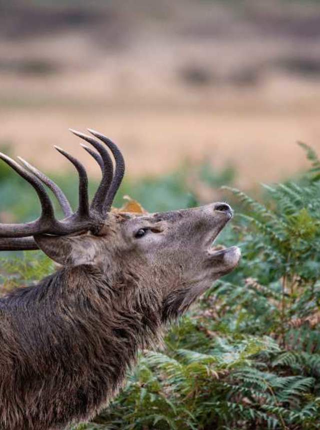 Deer rutting, wonder of the animal world in the Sierra de Cazorla